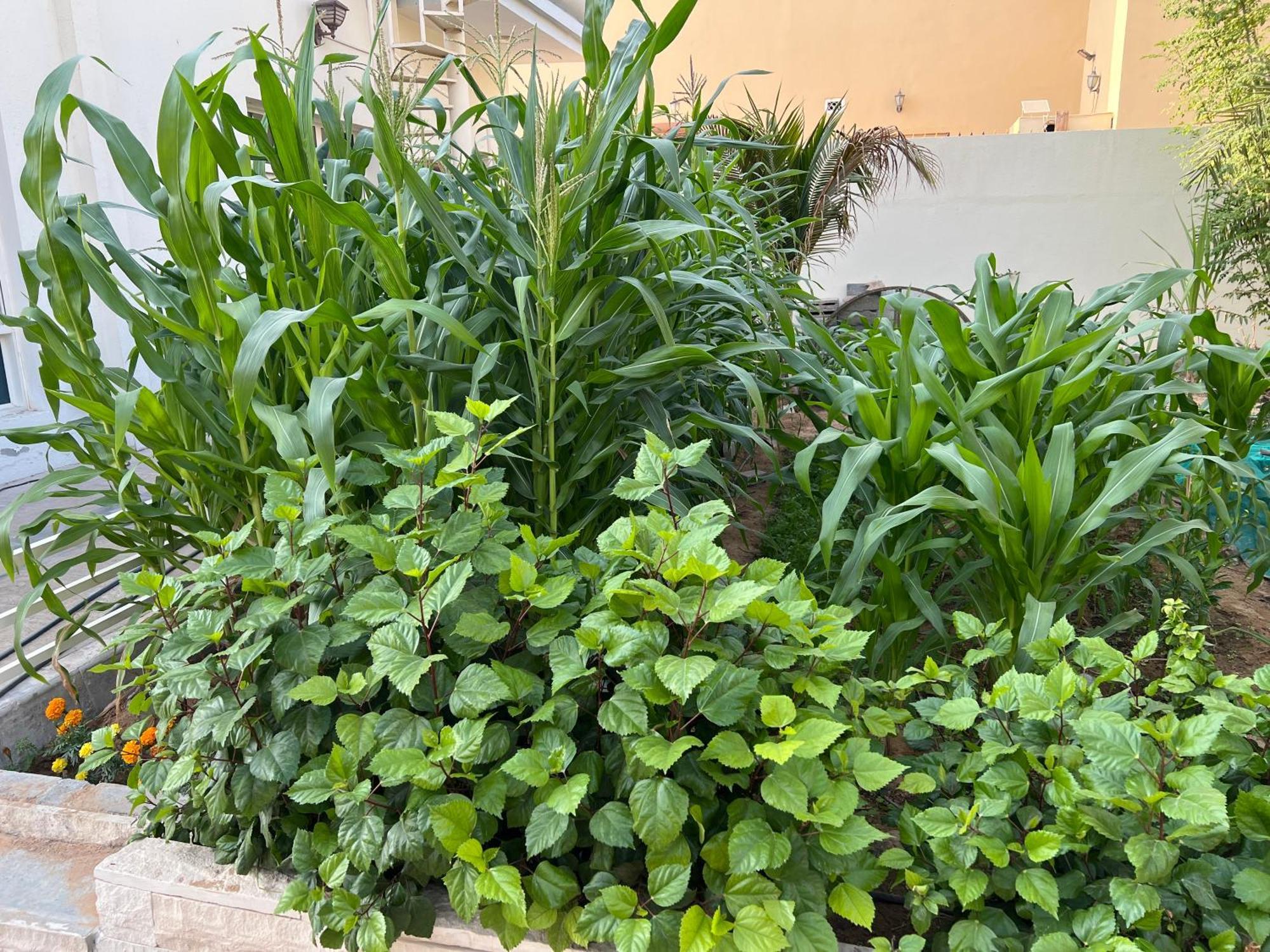 Alhosani Property Abu Dhabi Buitenkant foto